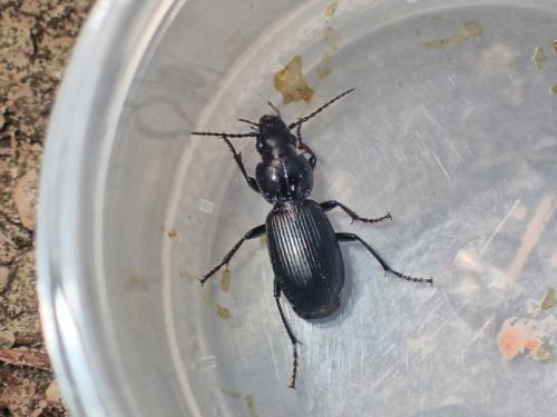 Pterostichus madidus